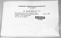 Discella pilosula image